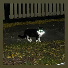 Load image into Gallery viewer, Bird/Cat Protection Clown Collar - Reflective