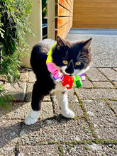 Load image into Gallery viewer, Bird/Cat Protection Clown Collar - Reflective