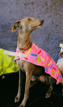 Load image into Gallery viewer, Doggie Donut Reflective Dog Vest