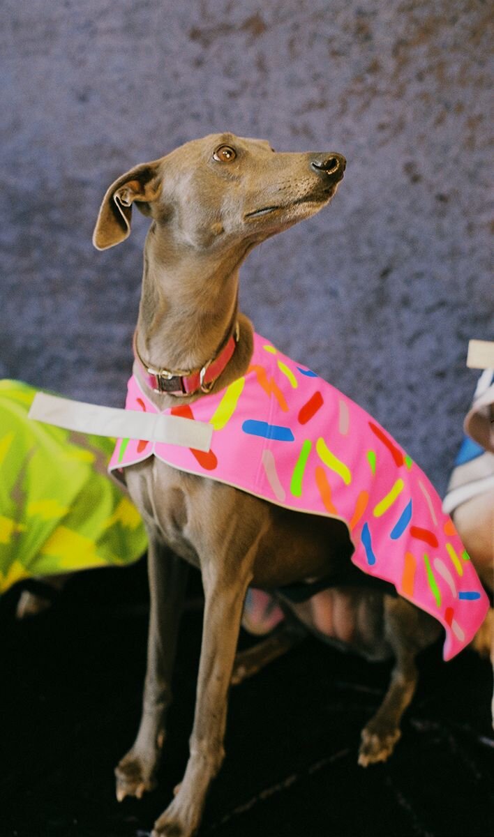 Doggie Donut Reflective Dog Vest Hey Reflect o