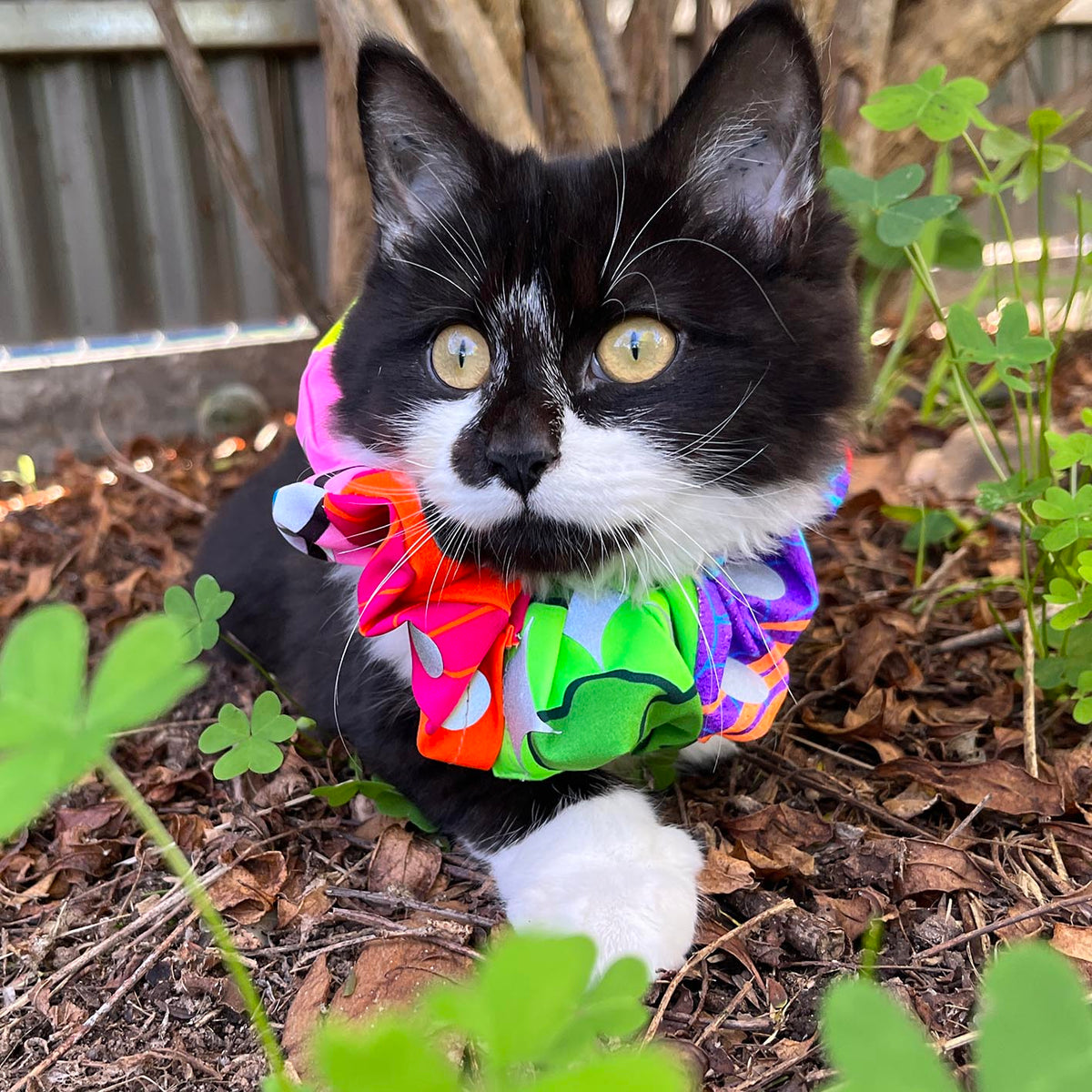 Bird/Cat Protection Clown Collar Reflective