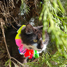 Load image into Gallery viewer, Bird/Cat Protection Clown Collar - Reflective
